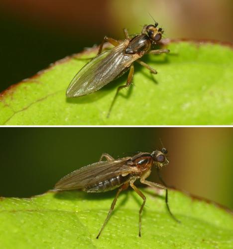 Réf. 283 724 : Lonchoptera lutea